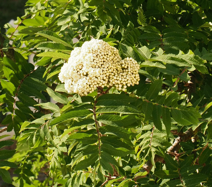 Eberesche, Sorbus aucuparia